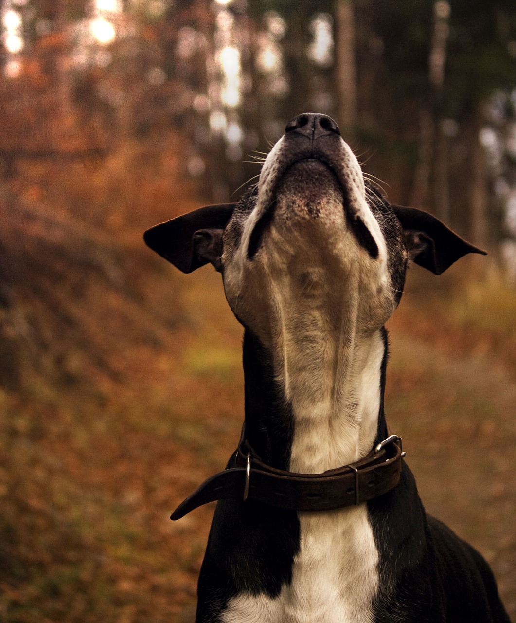 dog staford hound free photo
