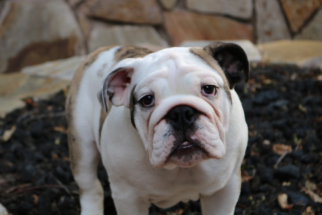 dog puppy english bulldog free photo