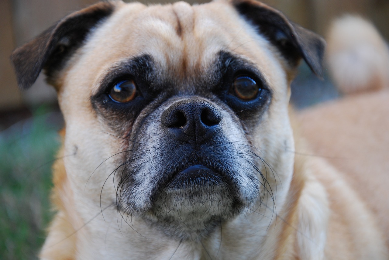 dog pug pugalier free photo