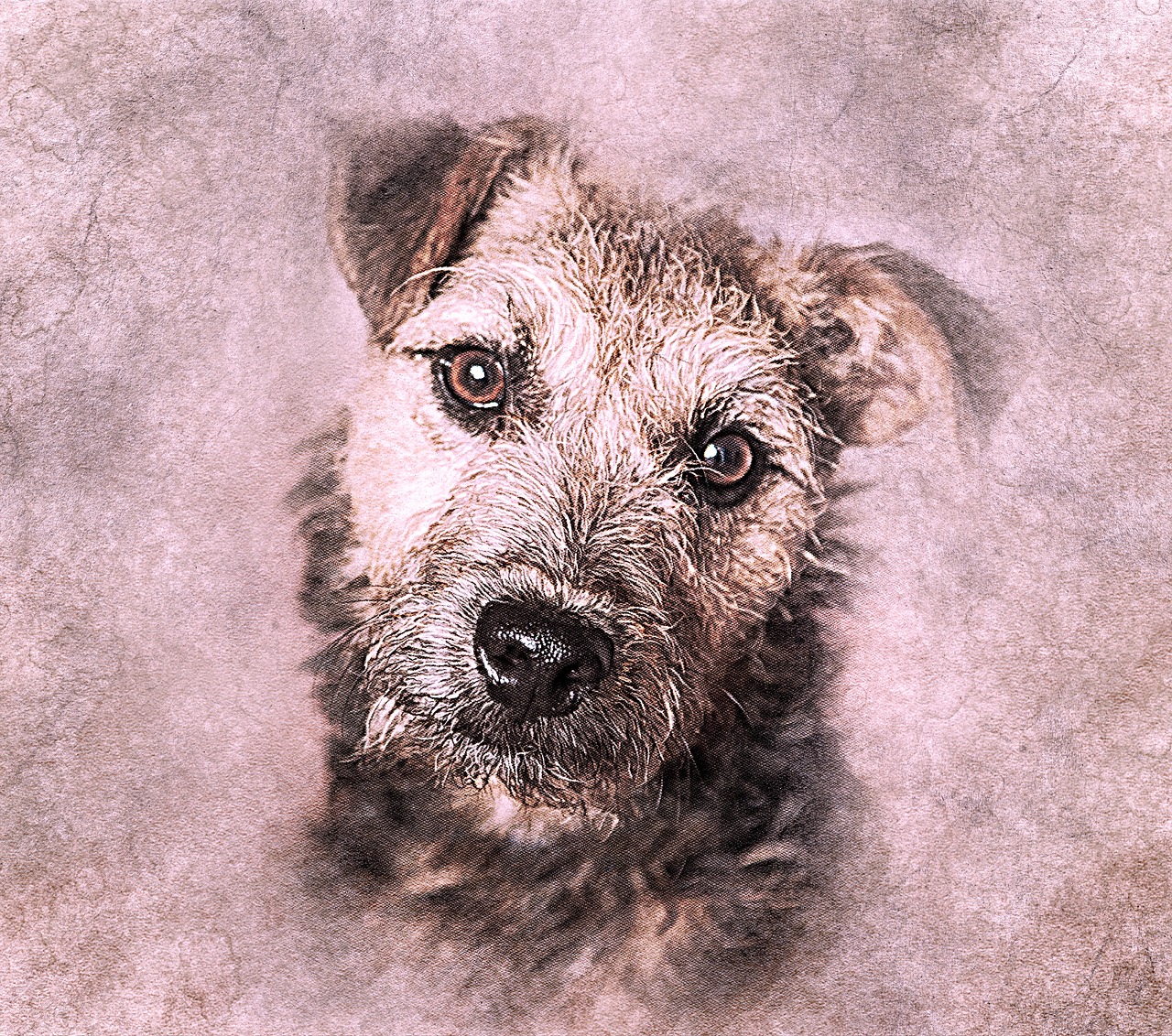 dog pet terrier free photo