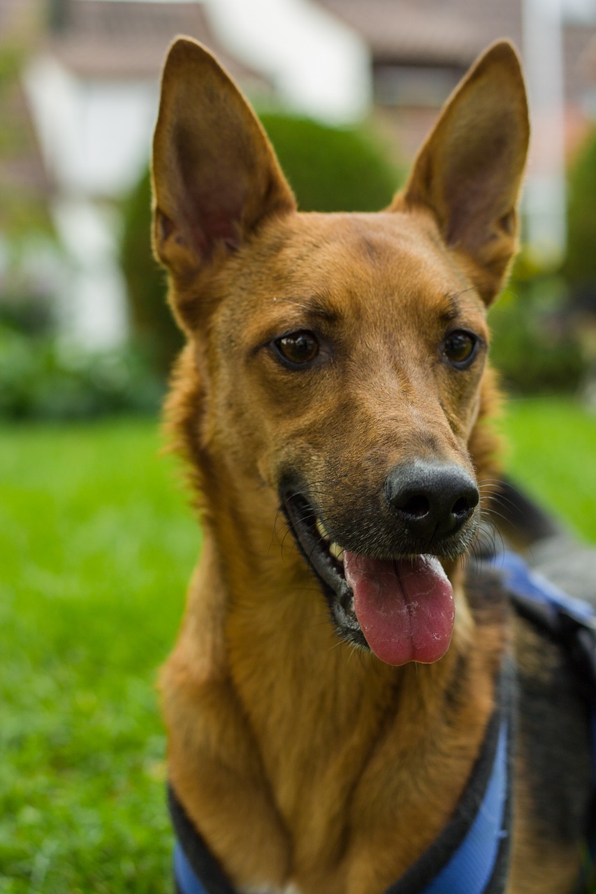 dog nature portrait free photo