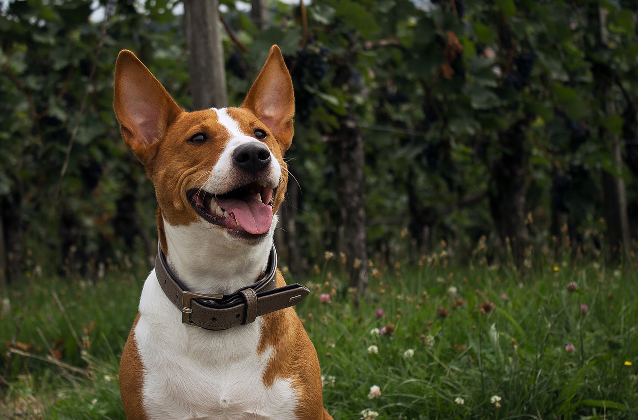 dog nature portrait free photo