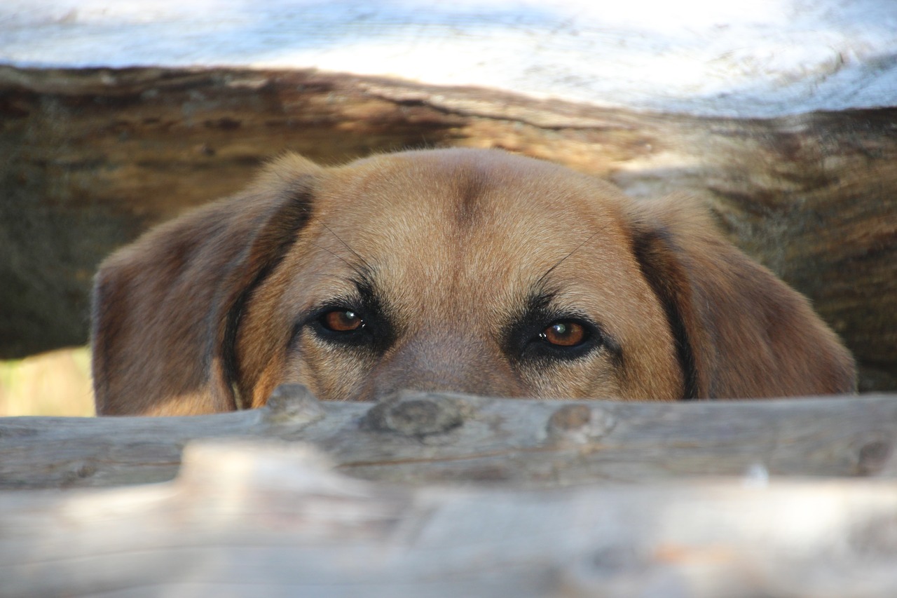 dog head view free photo