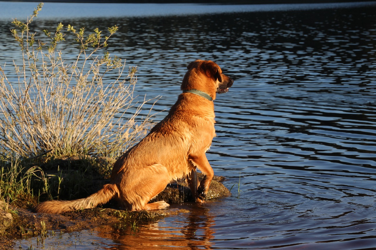 dog water sitting free photo