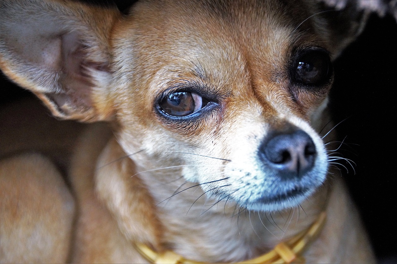 dog chihuahua dog eyes free photo