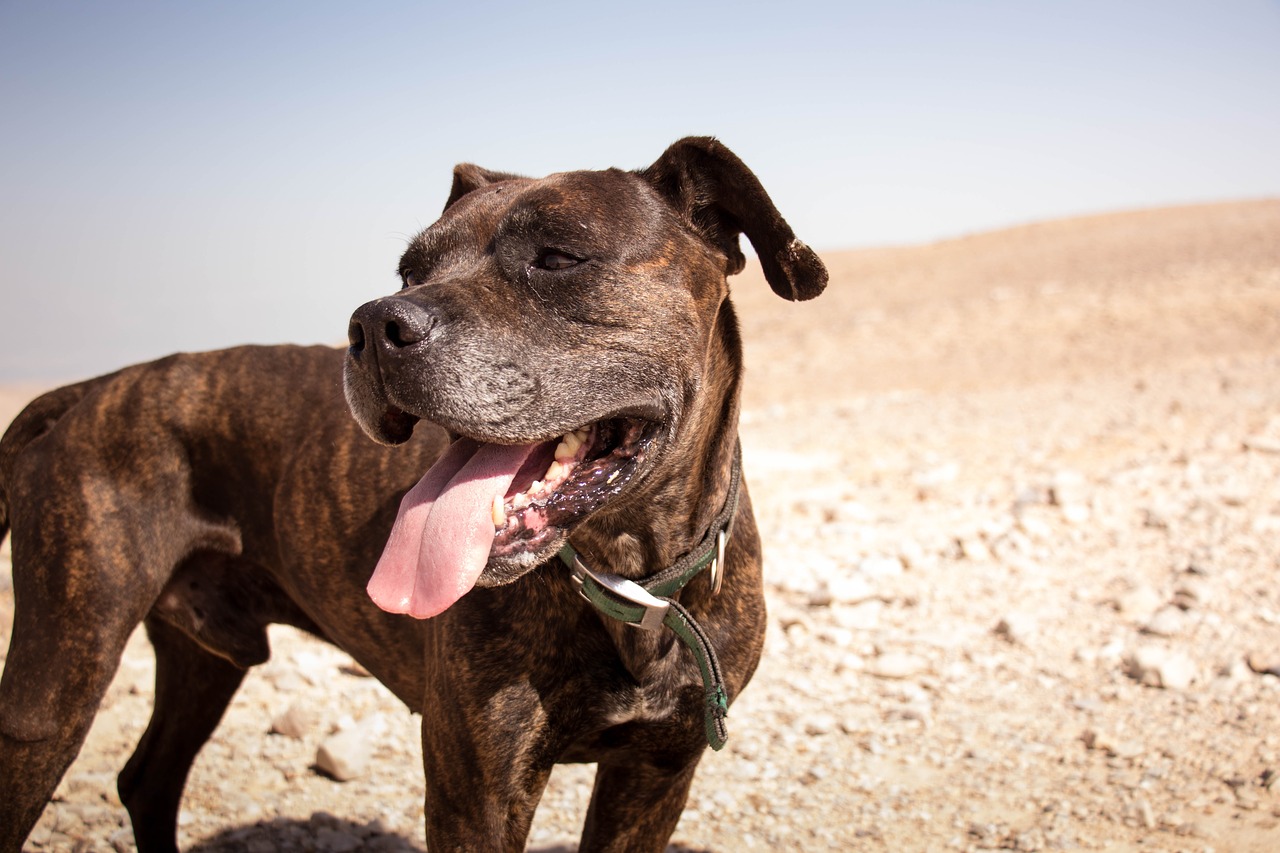 dog desert nature free photo