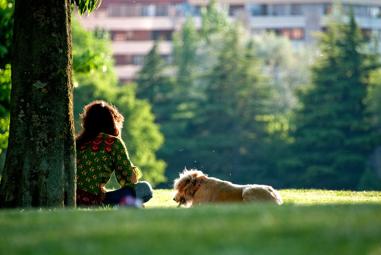 dog walking sunset free photo