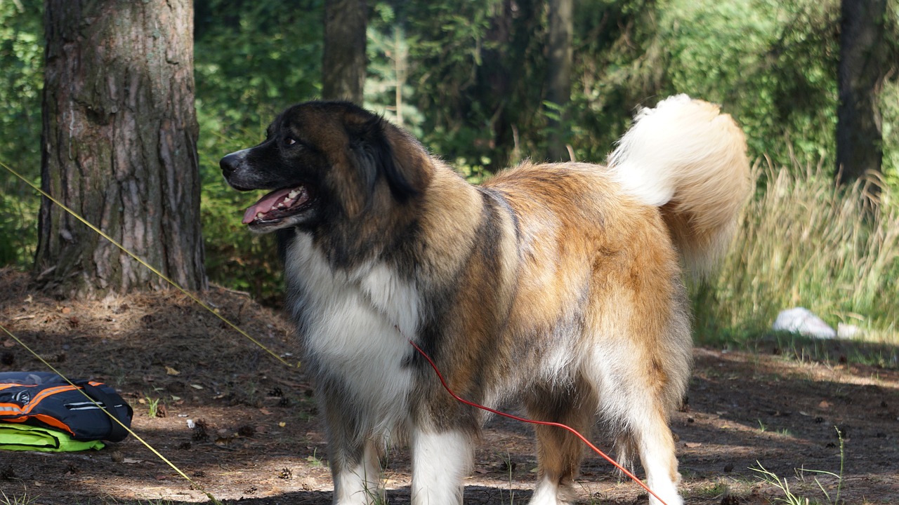 dog camp camping free photo