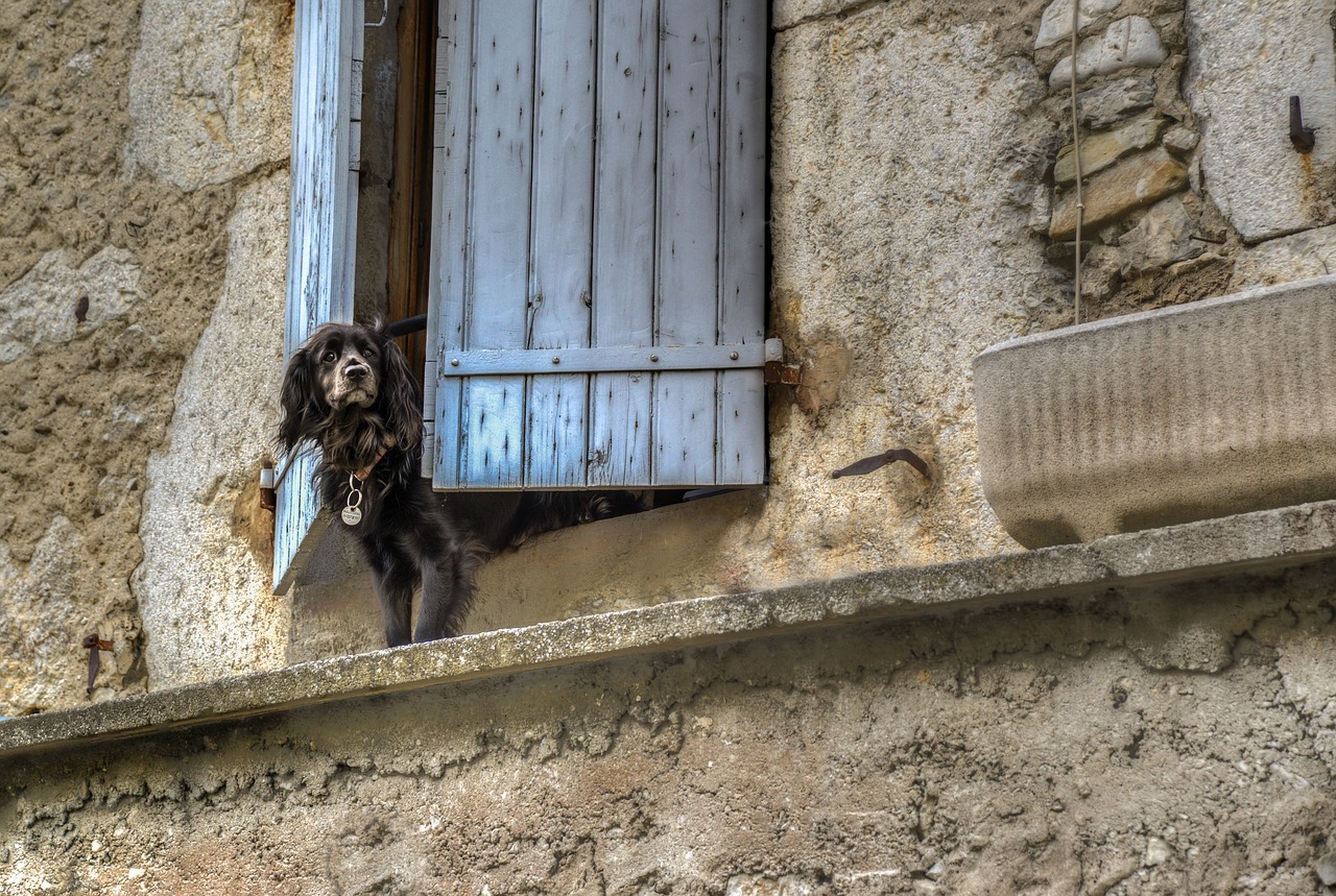 dog window waiting free photo