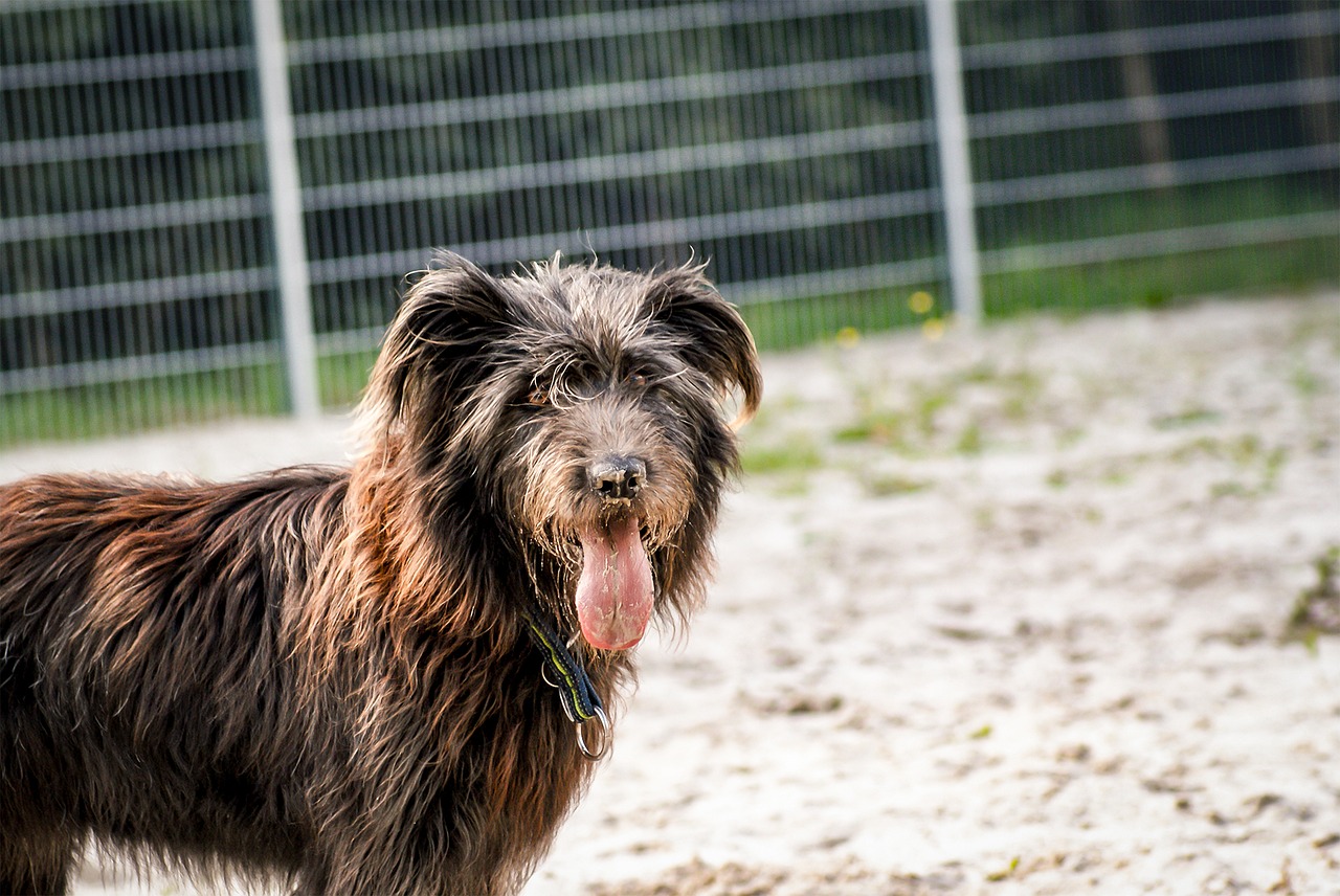 dog portrait pet photography free photo