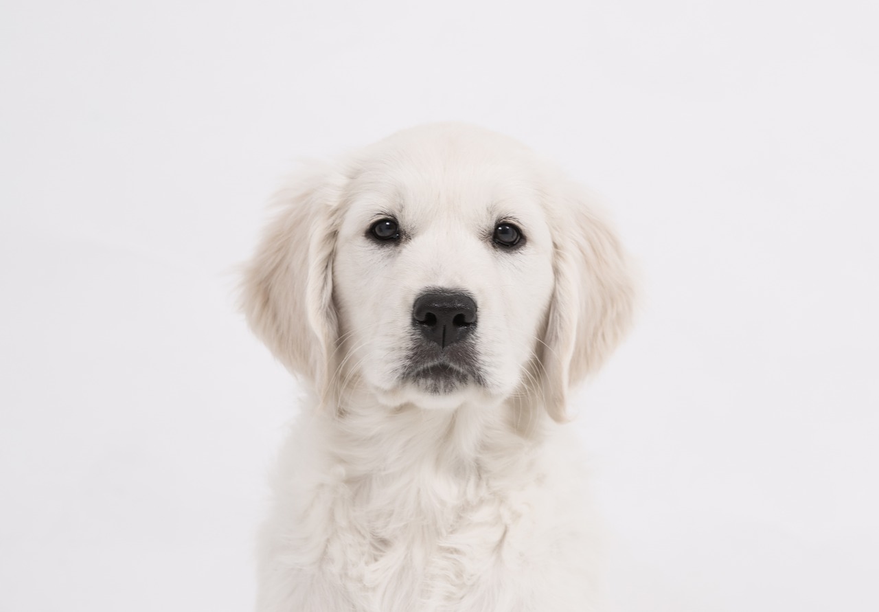 dog golden retriever puppy free photo