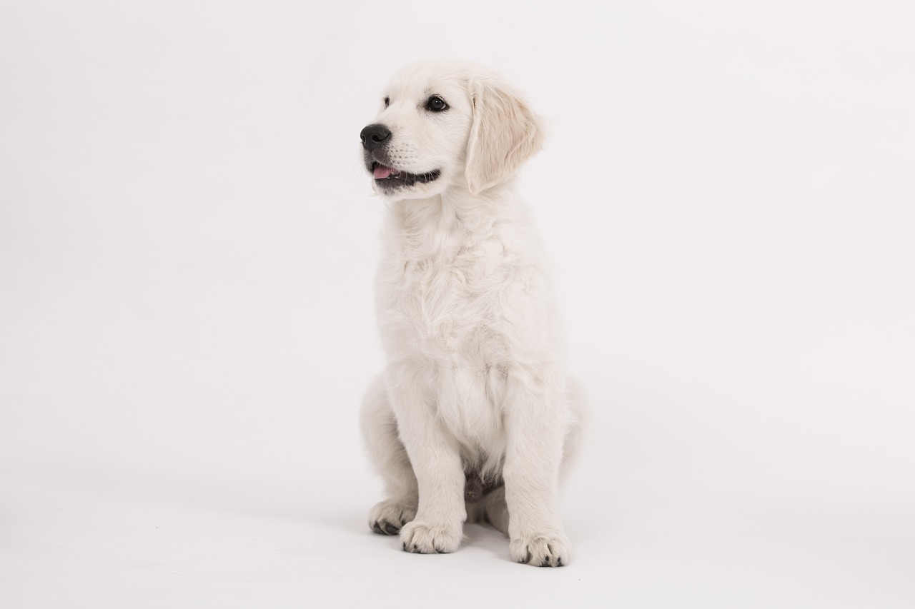 dog golden retriever puppy free photo