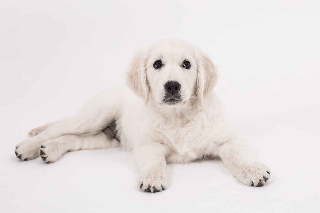 dog golden retriever puppy free photo