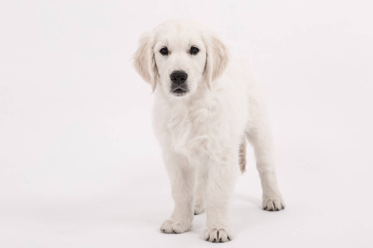 dog golden retriever puppy free photo