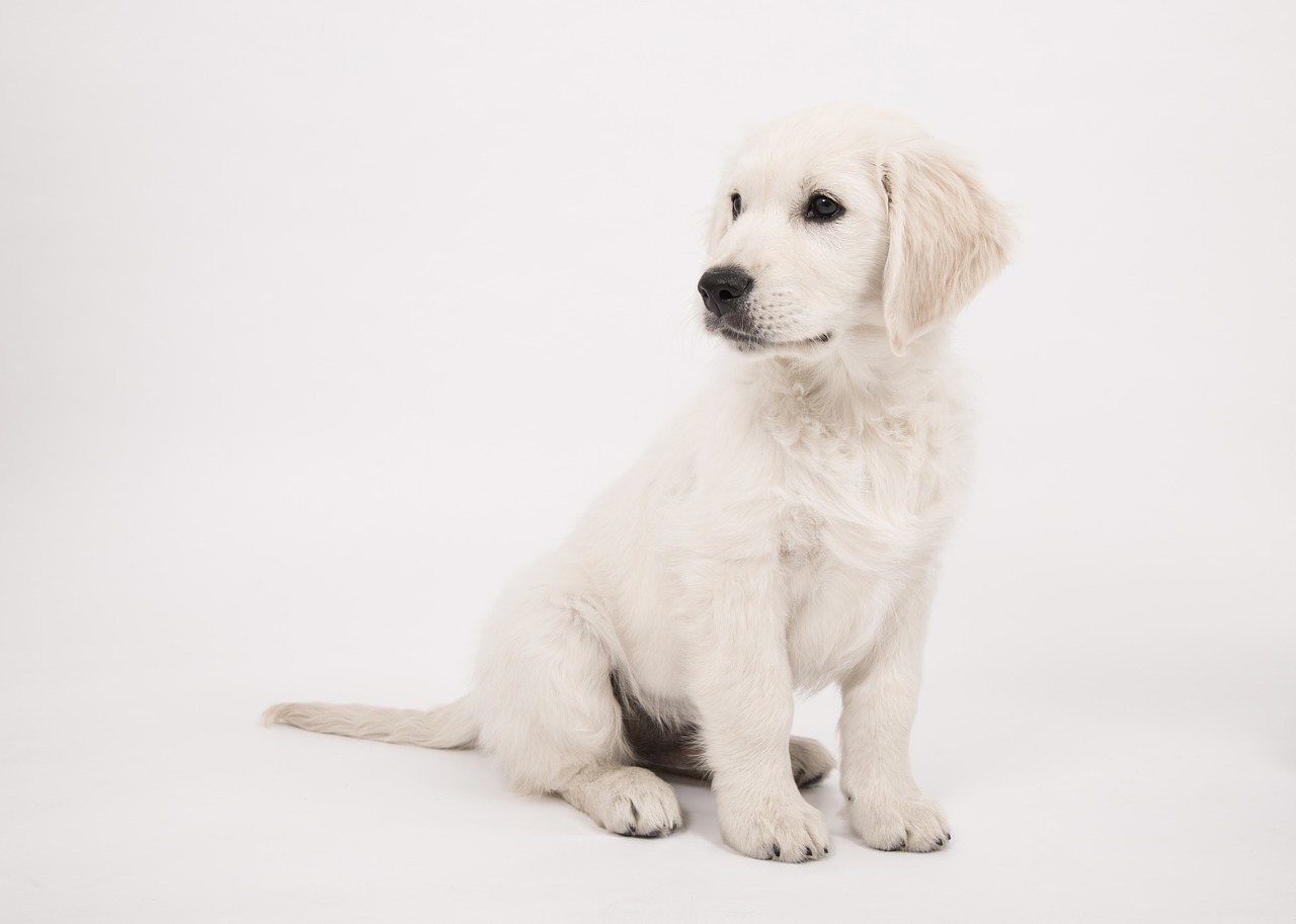 dog golden retriever puppy free photo