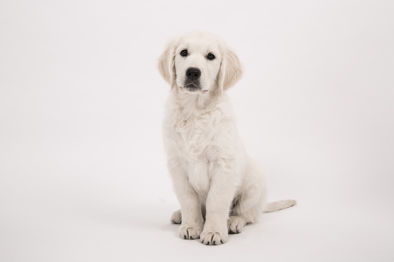 dog golden retriever puppy free photo