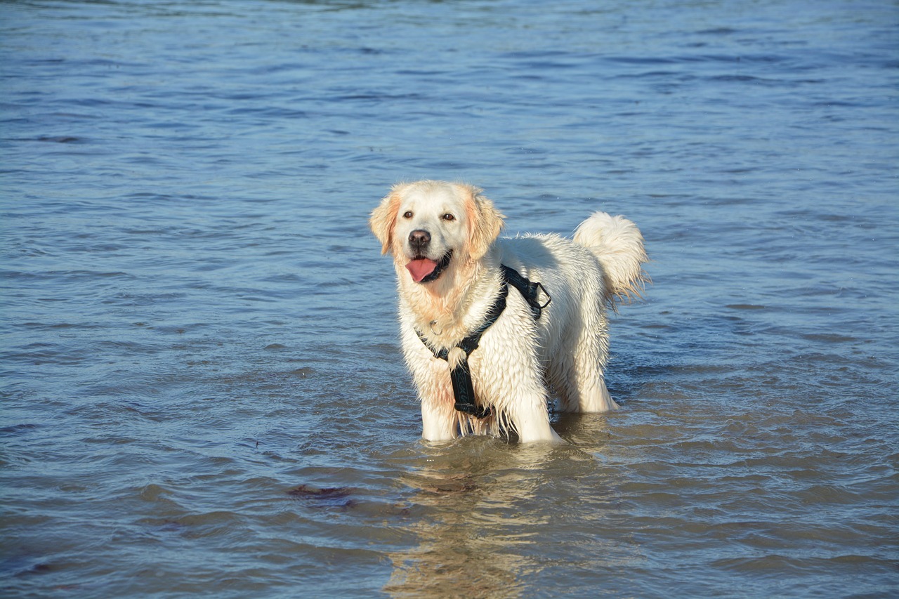 dog golden retriever water free photo