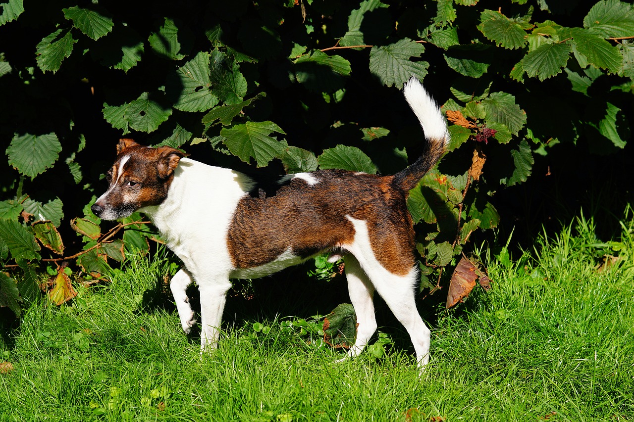 dog male brown free photo