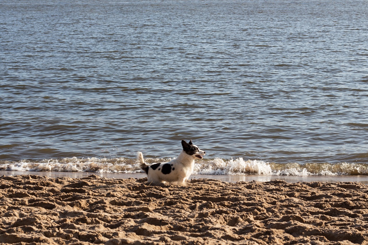 dog beach welsh corgi free photo