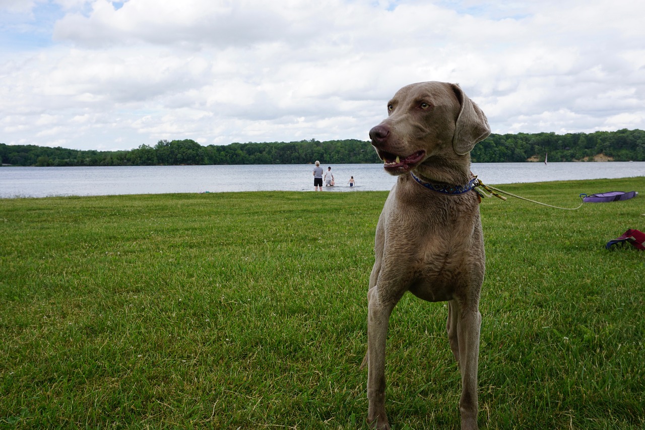 dog lake nature free photo