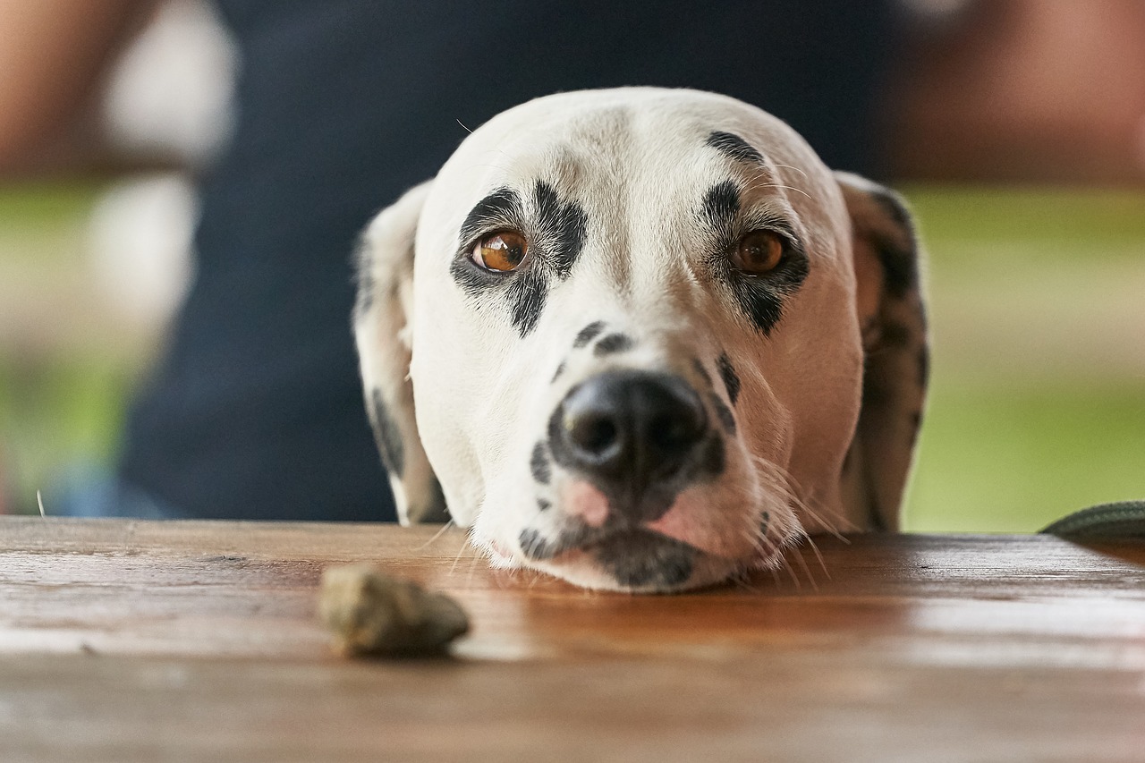 dog dalmatians looks free photo