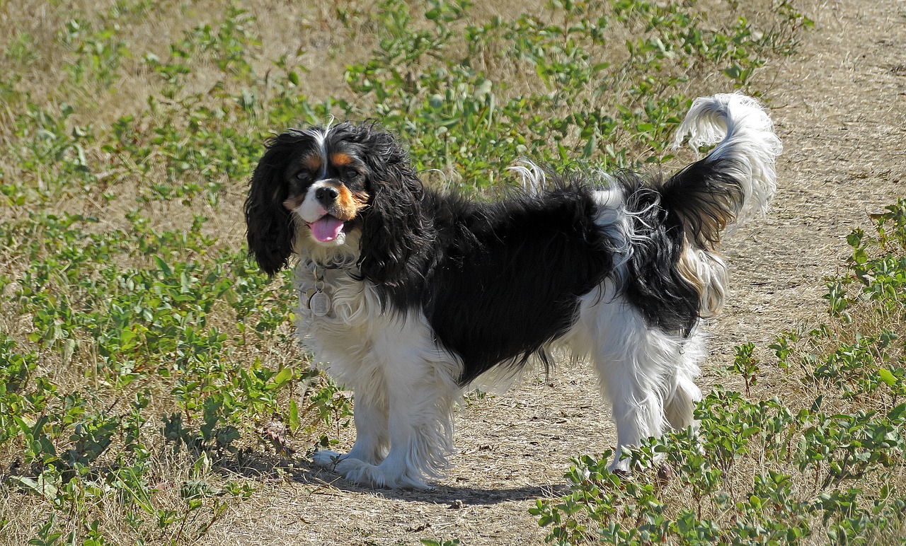 dog king charles cavalier spaniel free photo