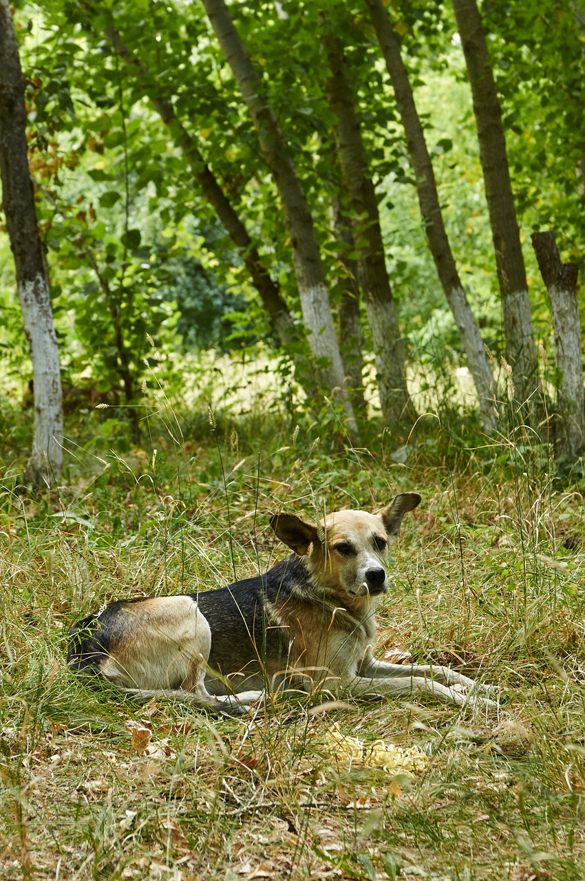 dog abandoned shepherd free photo