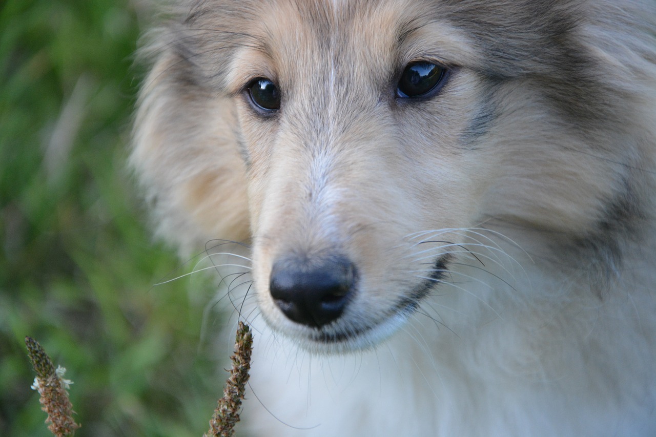 dog snout nose free photo