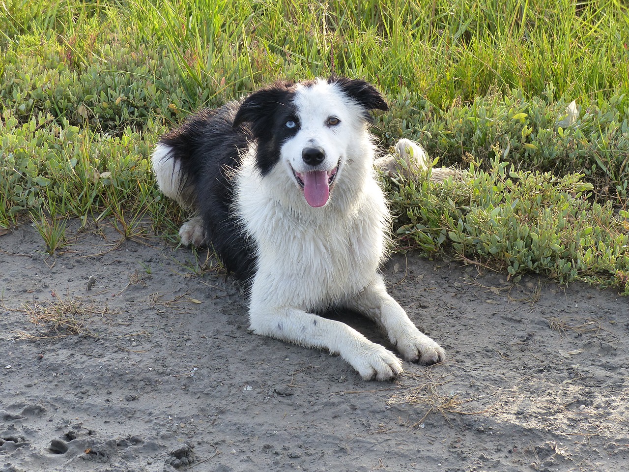 dog dogs border collie free photo