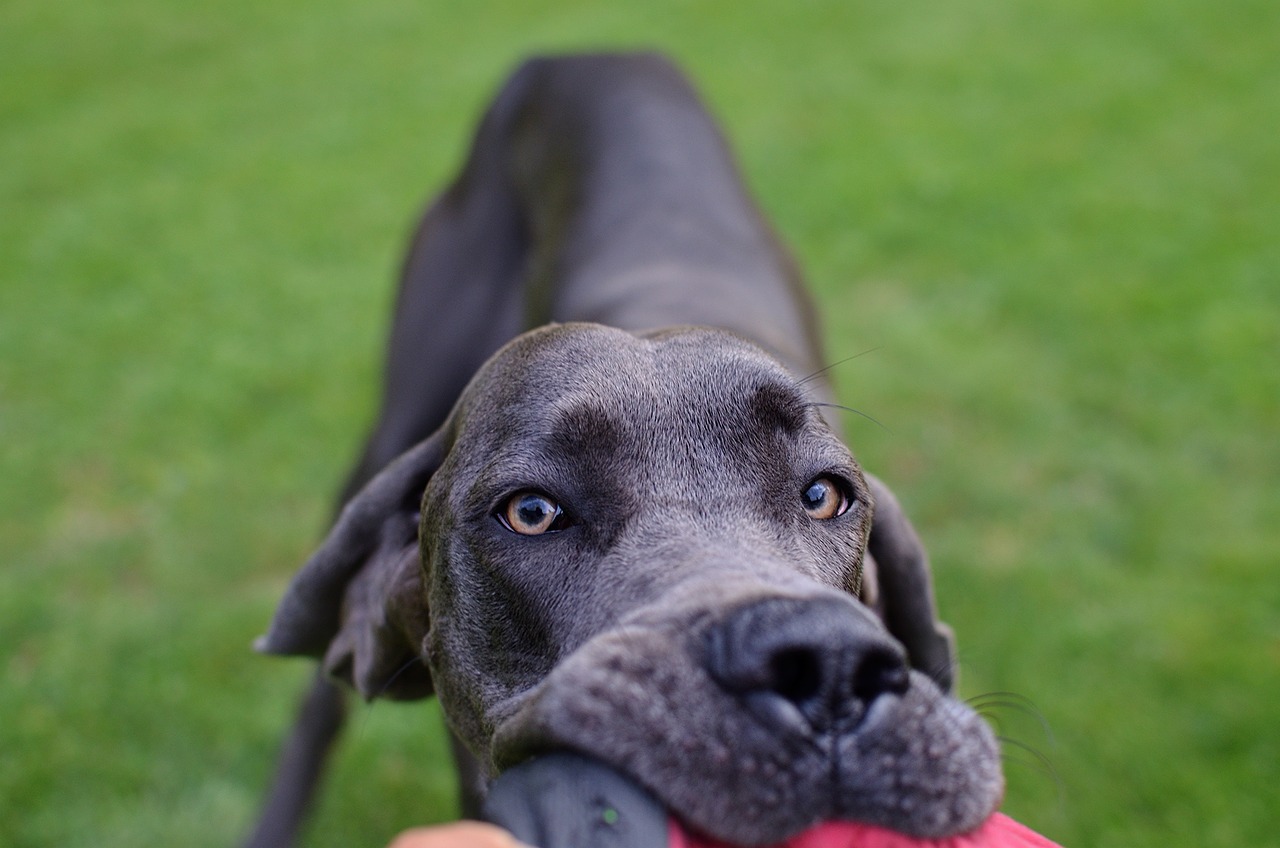 dog great dane head free photo