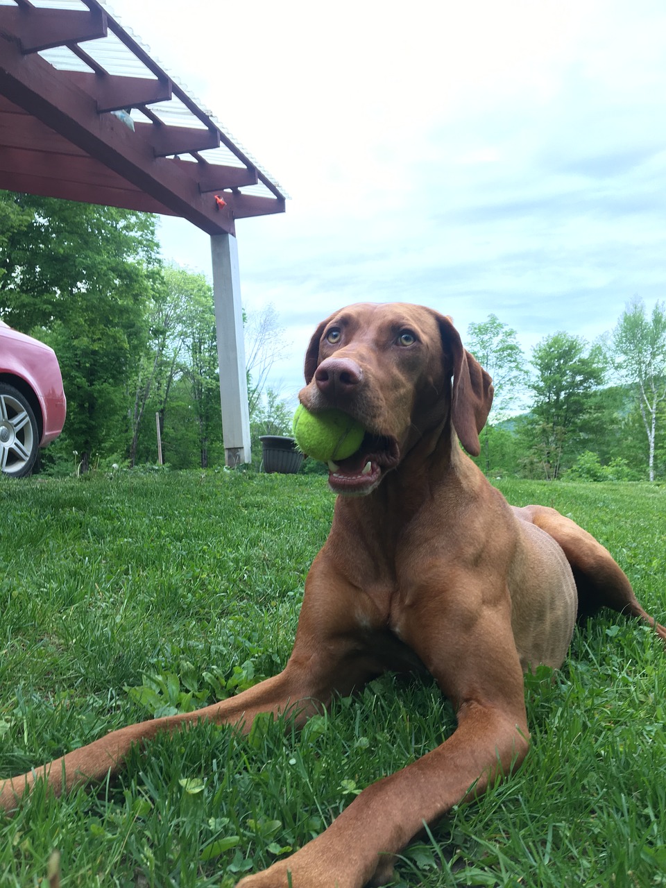 dog outside tennis ball free photo