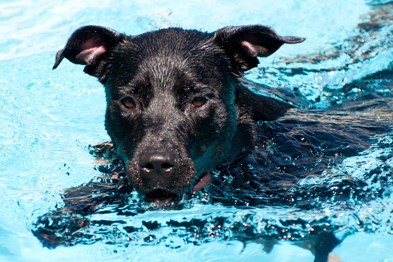 dog swimming pool free photo