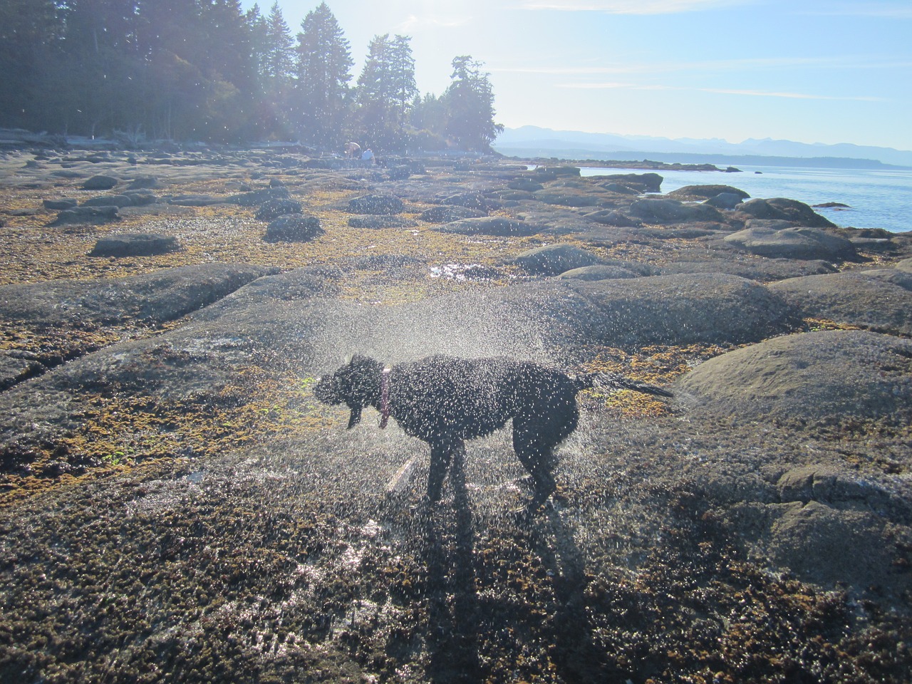 dog ocean sea free photo