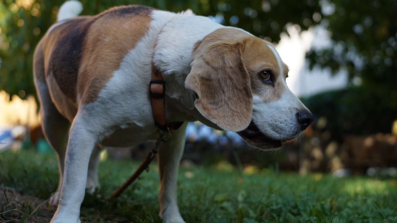 dog beagle pets free photo