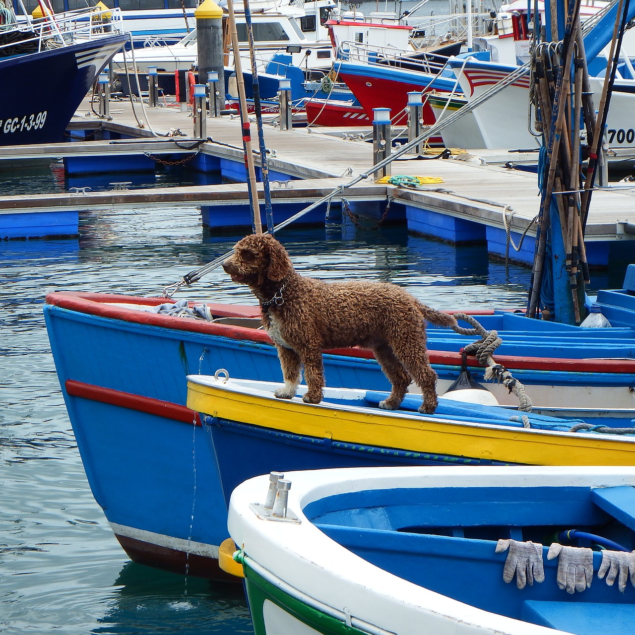 dog boat boats free photo