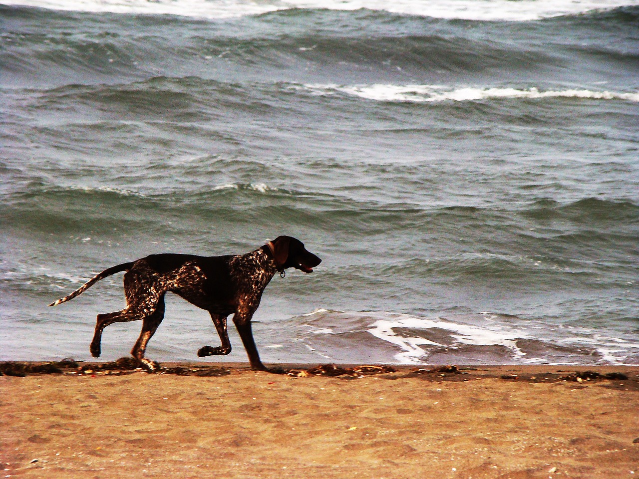 dog marine animal free photo