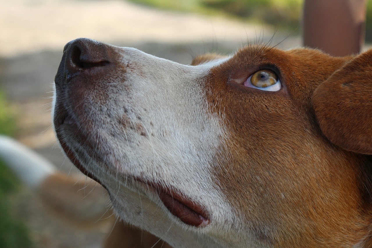 dog the dog looks the dog's look free photo