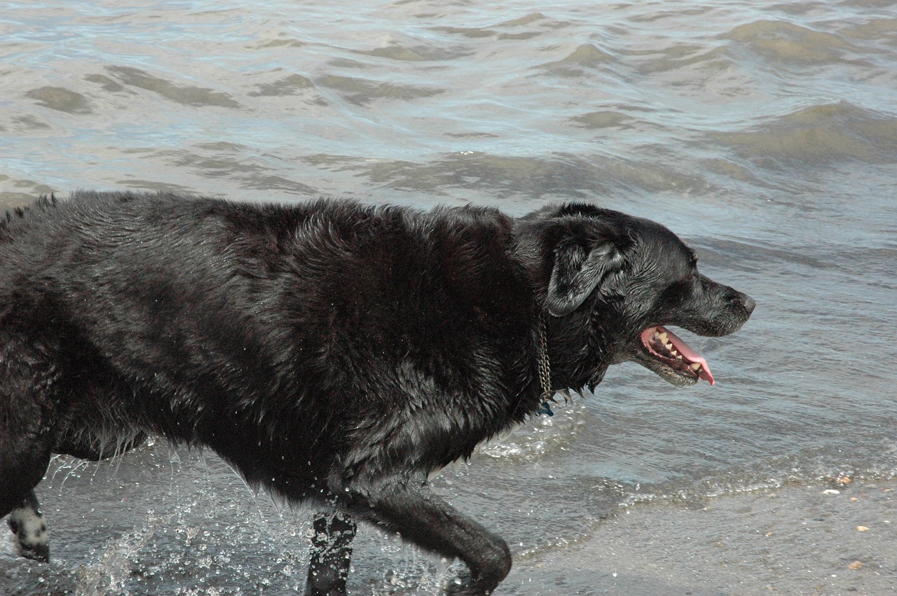 dog water swimming free photo