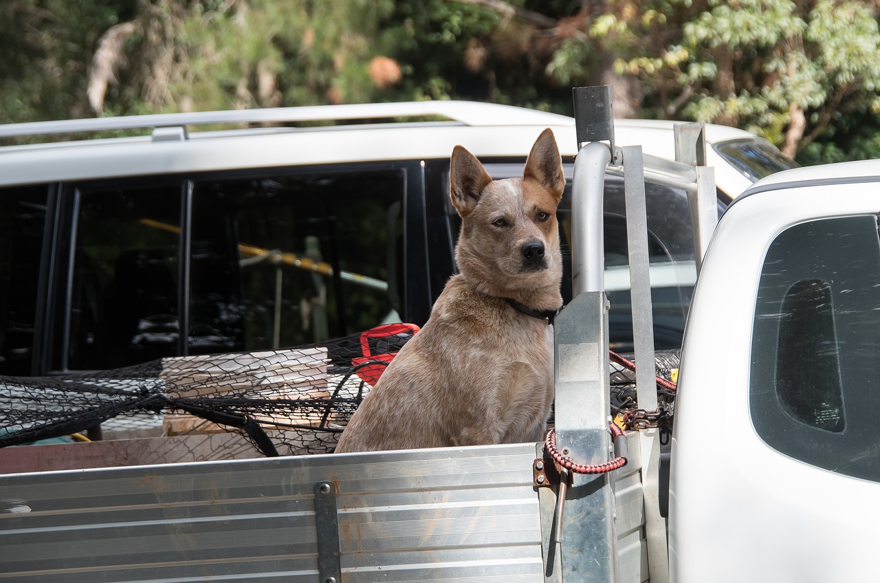 dog domesticated pet free photo