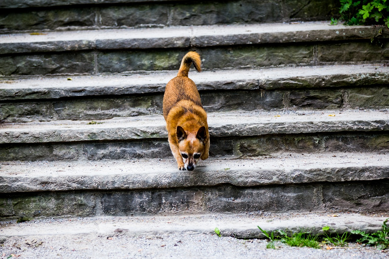 dog stairs pet free photo
