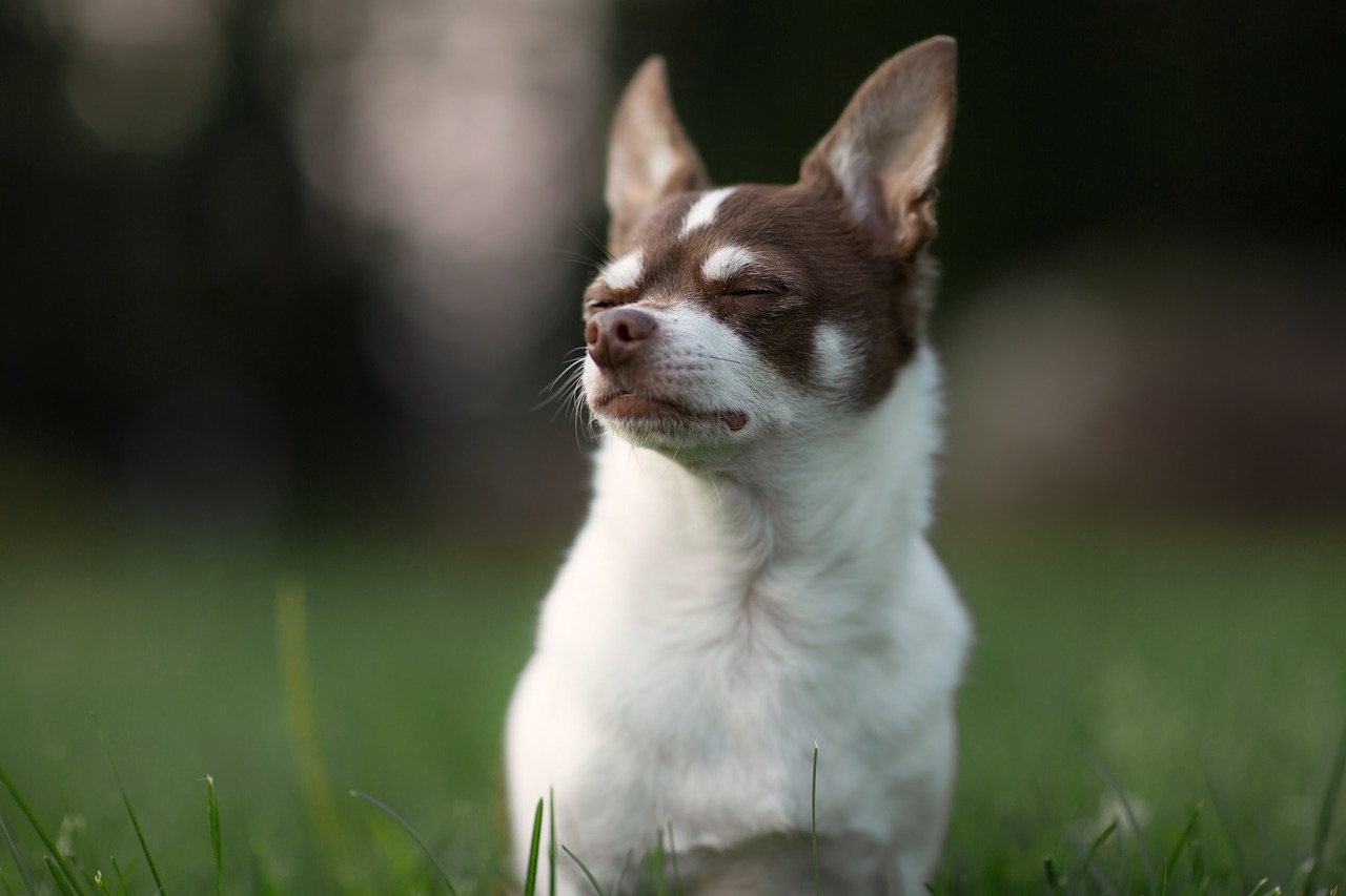 dog chihuahua animal free photo