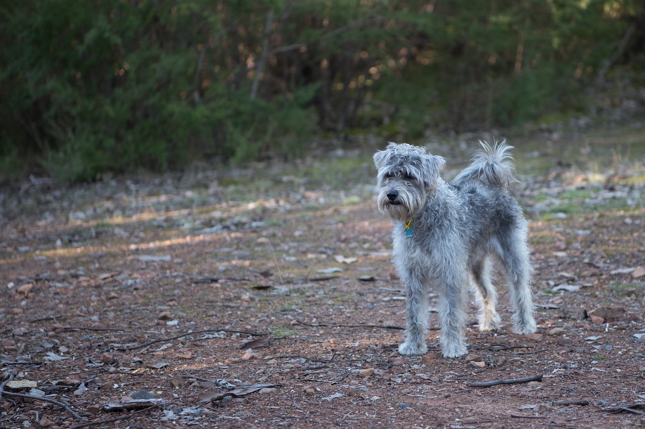 dog schnoodle pet free photo