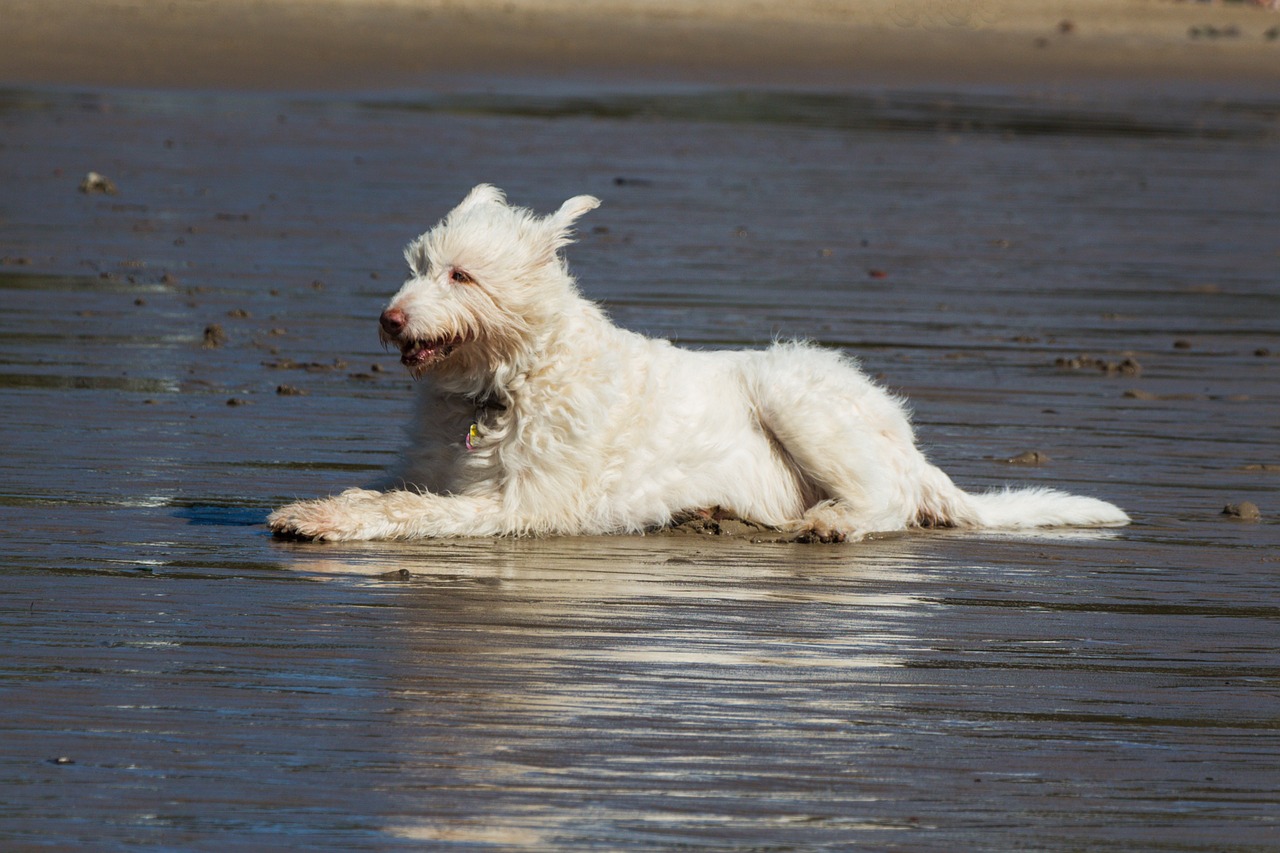 dog beach holiday free photo