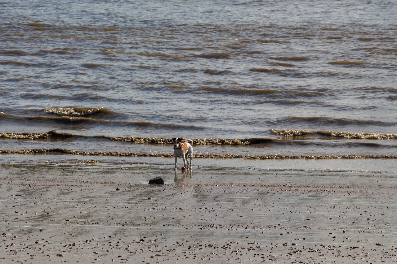 dog beach lake free photo