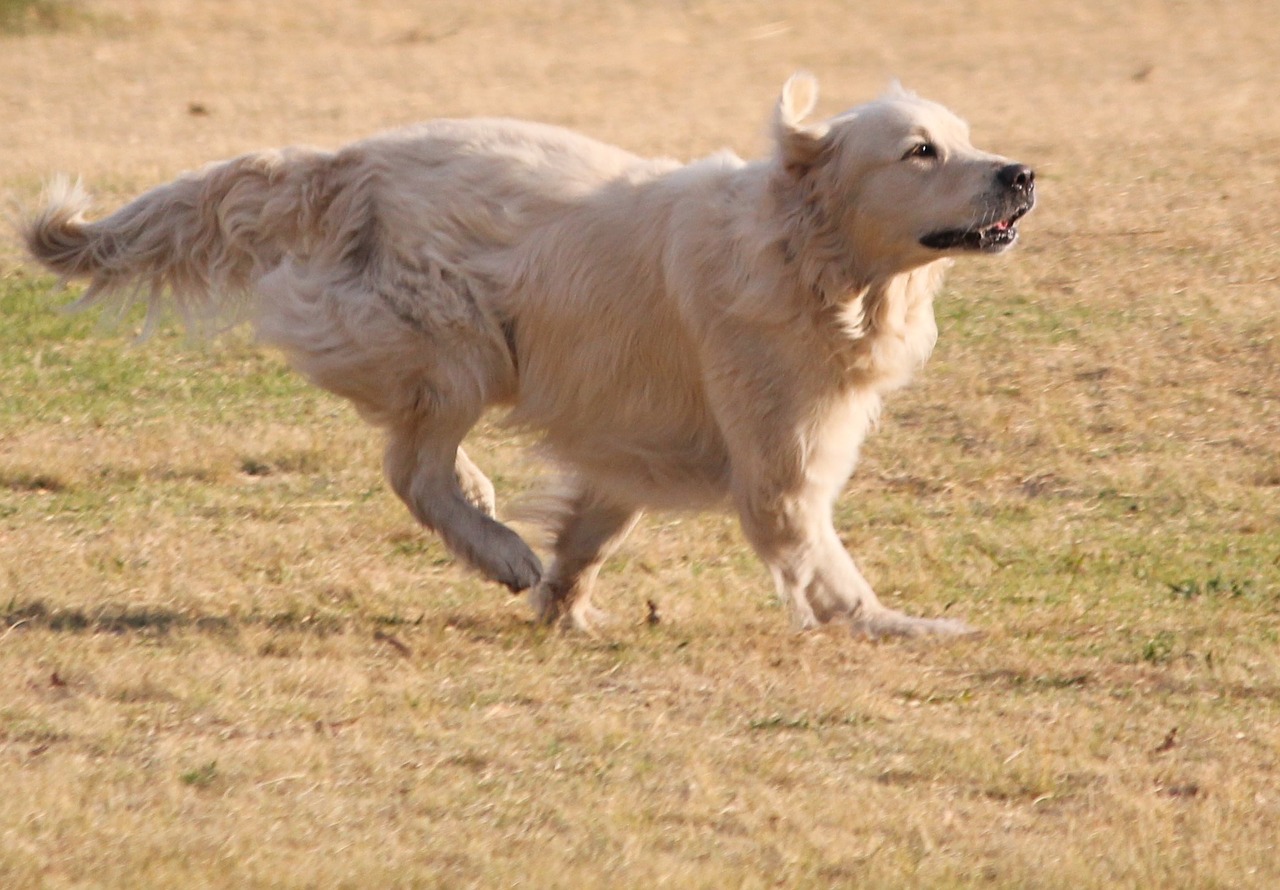 dog golden retriever run free photo