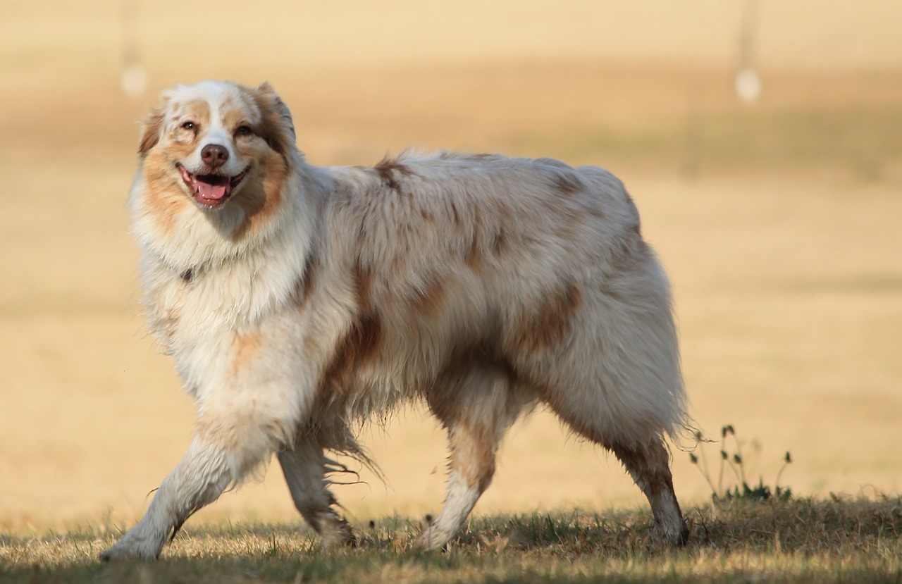 dog smile happy free photo