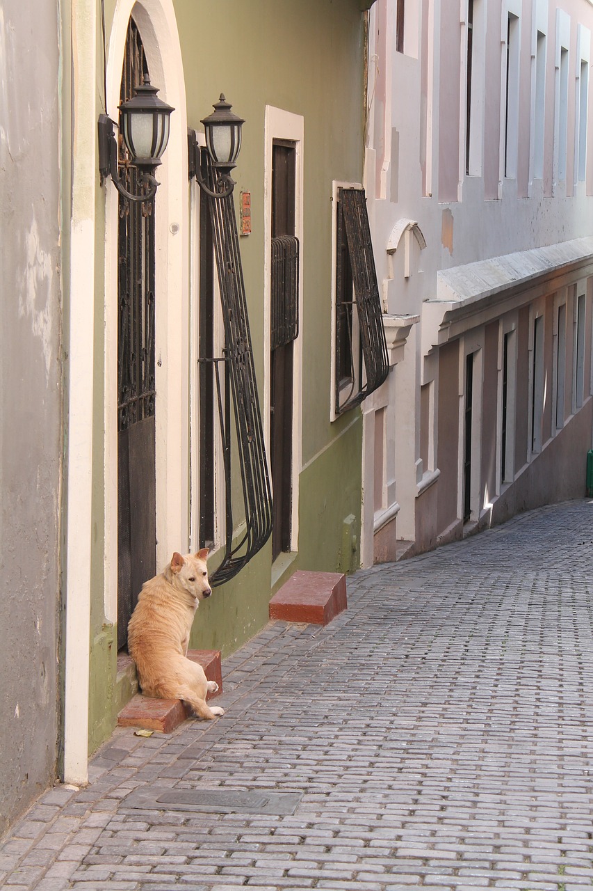 dog mutt hound free photo