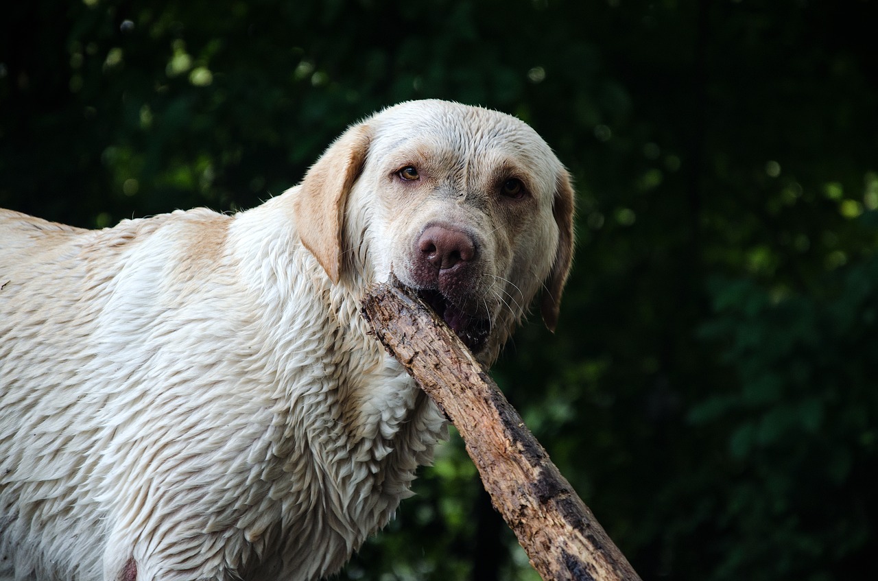 dog wet water free photo