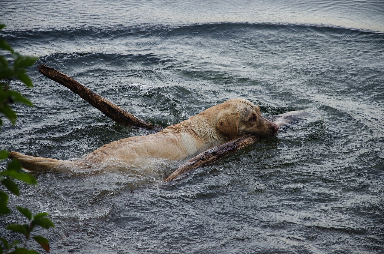 dog water swim free photo