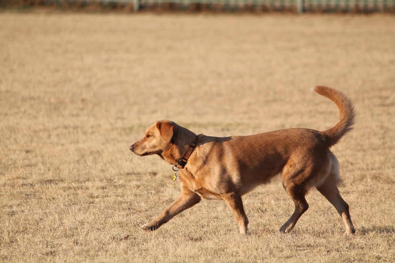 dog labrador walk free photo